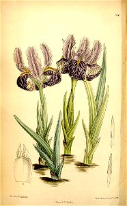 Iris kemaonensis illustration