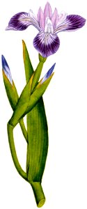 Iris versicolor 1787. Free illustration for personal and commercial use.