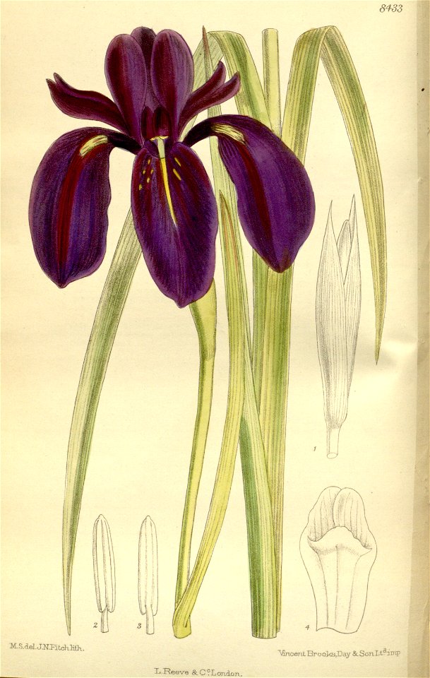 Iris chrysographes 138-8433