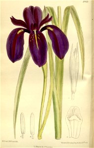 Iris chrysographes 138-8433