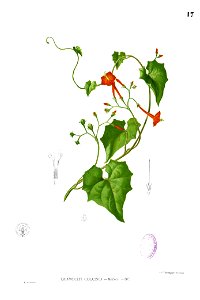Ipomoea coccinea Blanco1.17