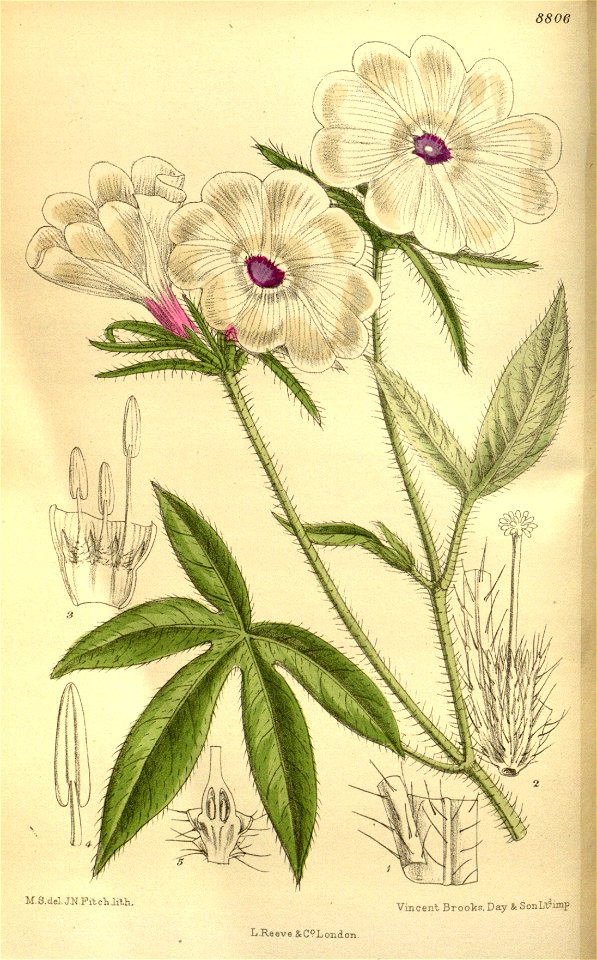 Ipomoea pes-tigridis longibracteata 145-8806