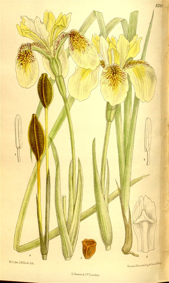 Iris wilsonii 136-8340