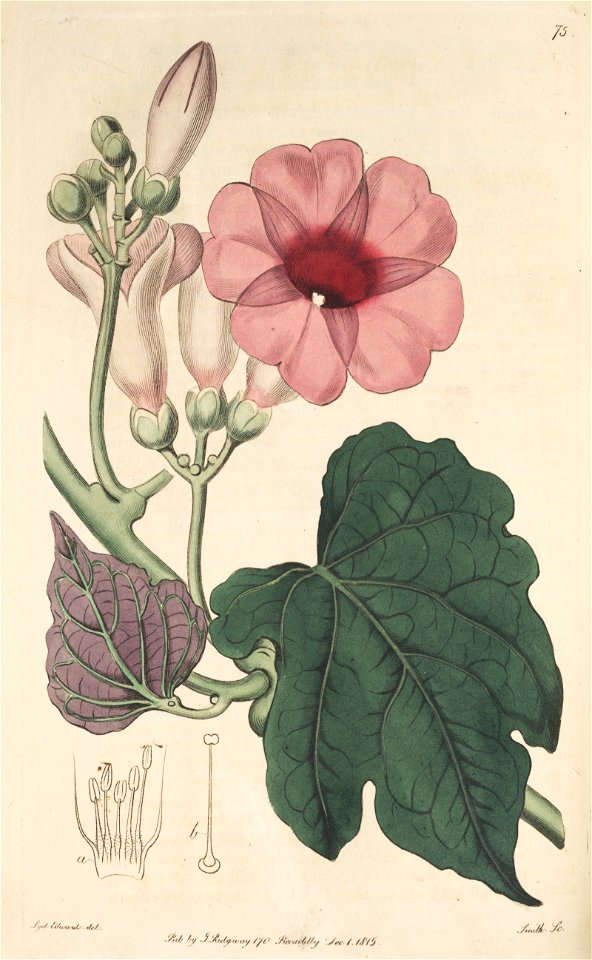 Ipomoea mauritiana (I. insignis) Bot. Reg. 1 75. 1815