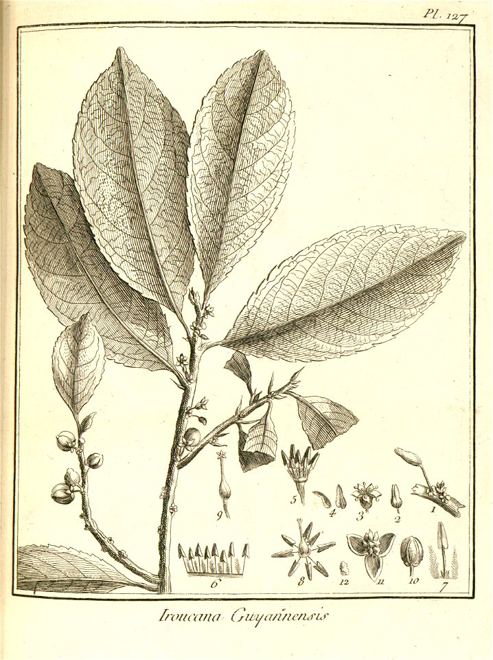 Iroucana guianensis Aublet 1775 pl 127