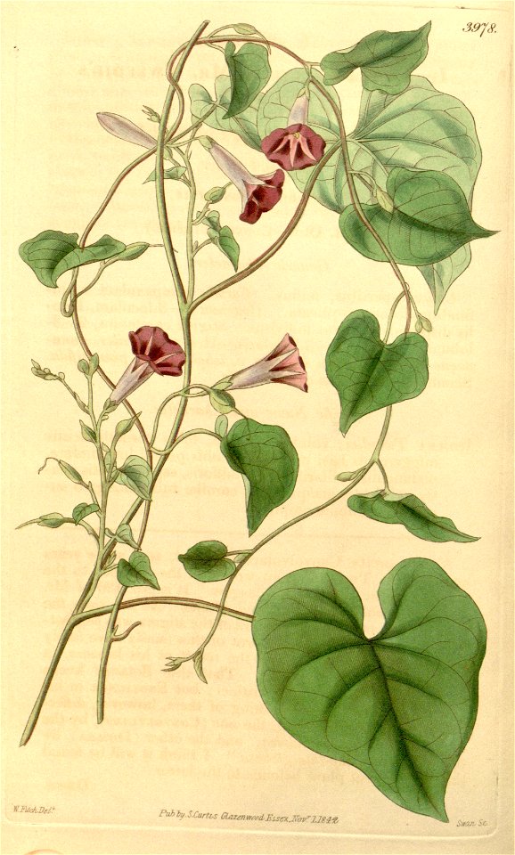 Ipomoea aristolochiifolia (Ipomoea tweediei) Bot. Mag. 69. 3978. 1842