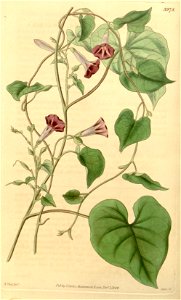 Ipomoea aristolochiifolia (Ipomoea tweediei) Bot. Mag. 69. 3978. 1842