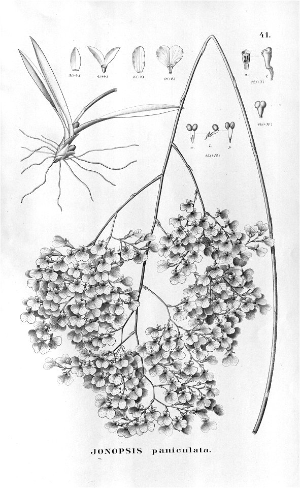 Ionopsis paniculata (=utricularioides) - Flora Brasiliensis
