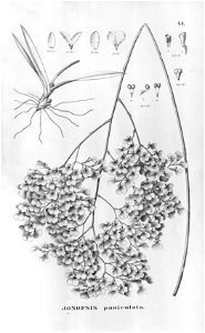 Ionopsis paniculata (=utricularioides) - Flora Brasiliensis