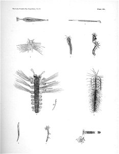 Ipy-conger2 plate-3