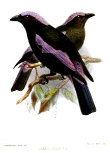 IrenaEllaeKeulemans