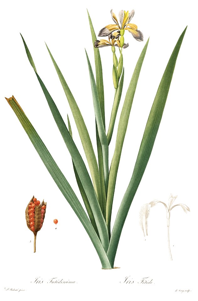 Iris foetidissima - Les liliacées - vol. 6 - pl. 351