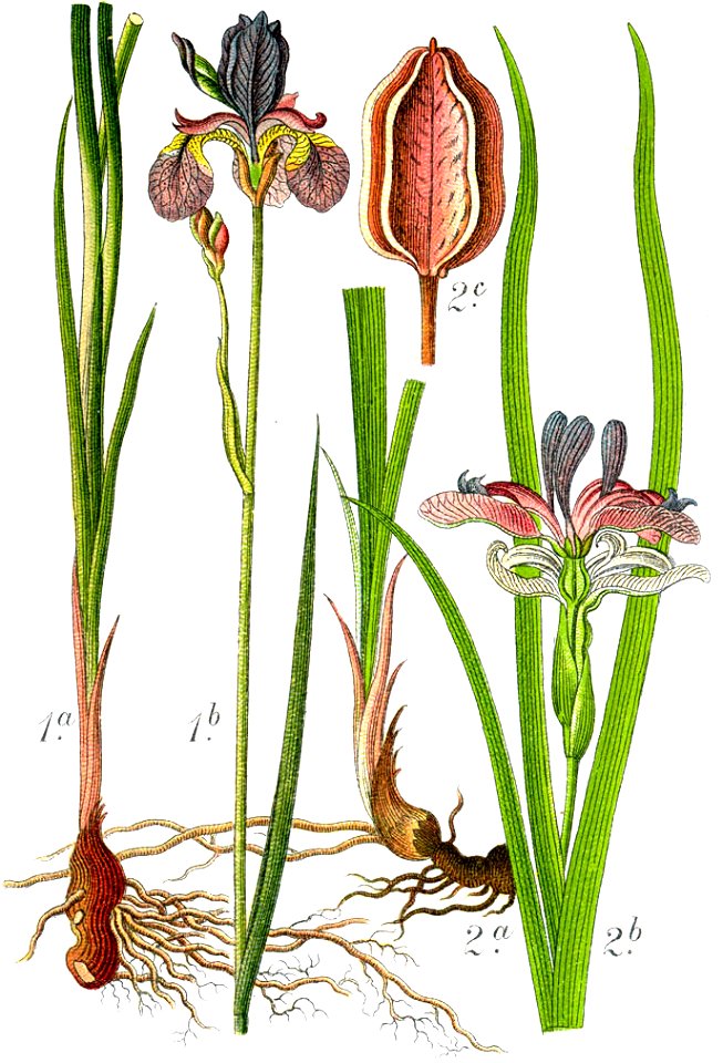 Iris spp Sturm61
