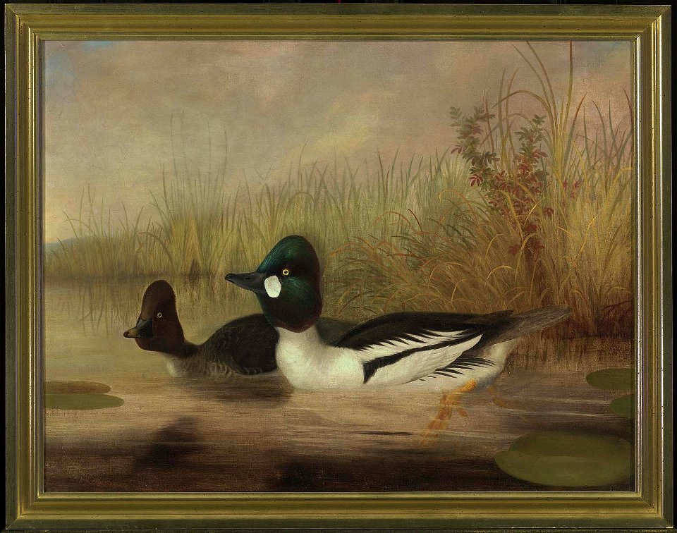 Isaac Sprague - Buffel Head Ducks - 1977.216 - Museum of Fine Arts