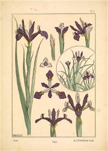 Iris Verneuil Pl 1. Free illustration for personal and commercial use.