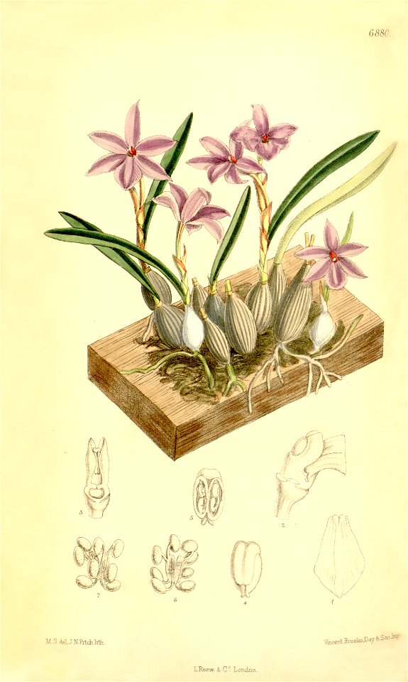 Isabelia violacea (as Sophronitis violacea) - Curtis' 112 (Ser. 3 no. 42) pl. 6880 (1886)