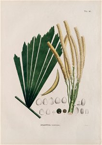 Iriartea ventricosa (1), da Coleção Brasiliana Iconográfica