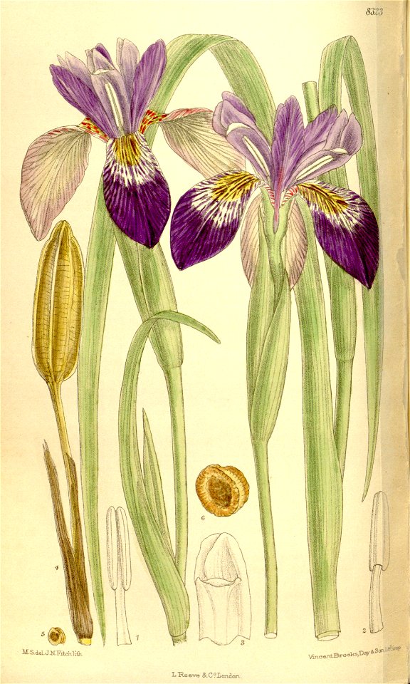 Iris clarkei 136-8323