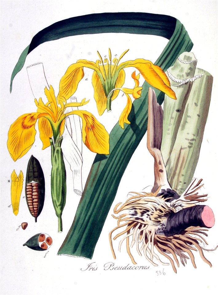 Iris pseudacorus — Flora Batava — Volume v5
