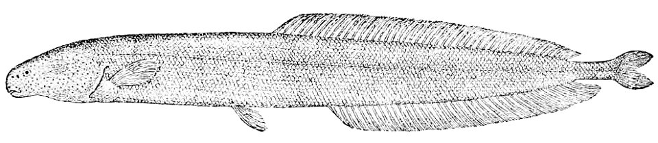 Isichthys henryi 2 - Free Stock Illustrations | Creazilla