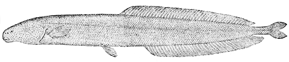 Isichthys henryi 2