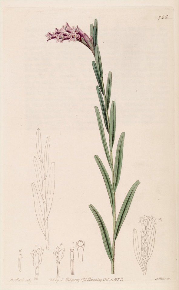 Isochilus linearis - Bot. Reg. 9 pl. 745 (1823)