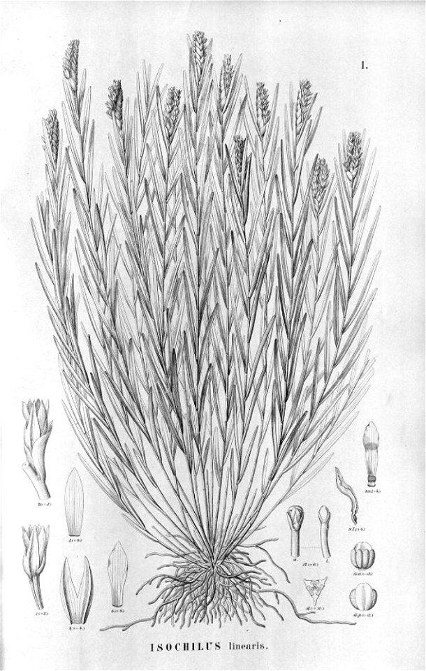 Isochilus linearis