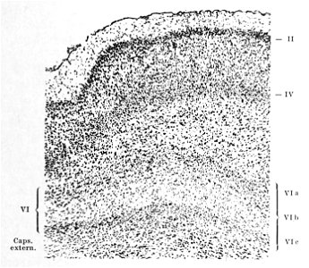 Islands of Calleja granule cells, extreme capsule, and claustrum in kangaroo brain (K. Brodmann, 1909, p. 61, Fig. 36)