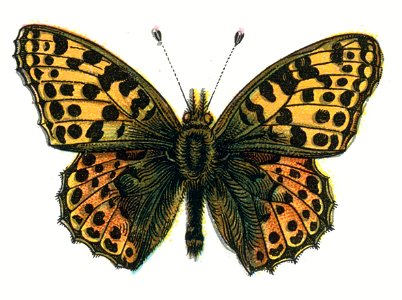 Issoria lathonia Nemos