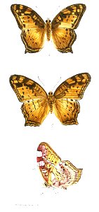 IssoriaSinhaM 359 2
