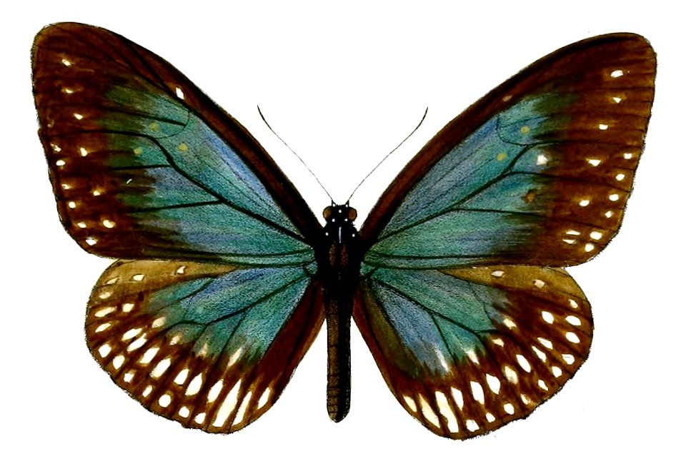 IsamiaCarpenteri 50 1