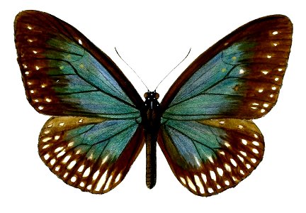 IsamiaCarpenteri 50 1