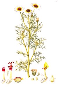 Ismelia carinata