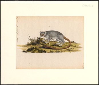 Hapalemur griseus - 1700-1880 - Print - Iconographia Zoologica - Special Collections University of Amsterdam - UBA01 IZ19700071