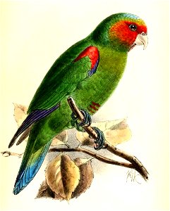 Hapalopsittaca pyrrhops