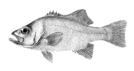 Hapalogenys petersi Ford 20