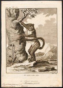 Hapalemur griseus - 1773-1807 - Print - Iconographia Zoologica - Special Collections University of Amsterdam - UBA01 IZ19700069