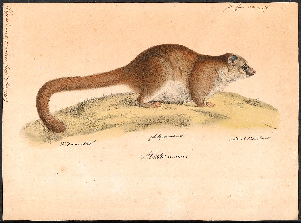 Hapalemur griseus - 1818-1842 - Print - Iconographia Zoologica - Special Collections University of Amsterdam - UBA01 IZ19700067