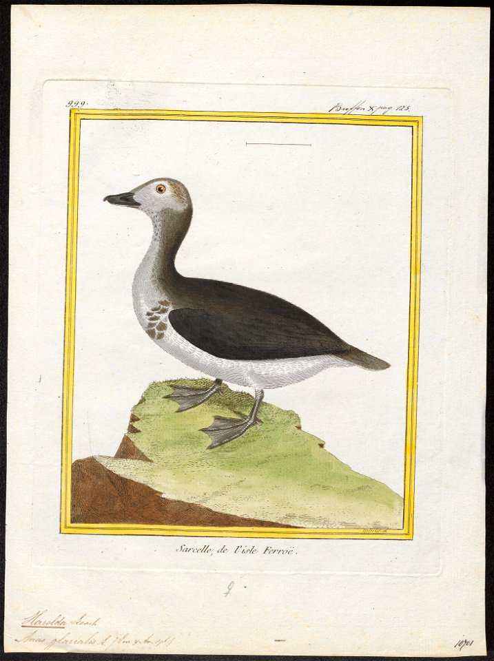 Harelda glacialis - 1700-1880 - Print - Iconographia Zoologica - Special Collections University of Amsterdam - UBA01 IZ17700083