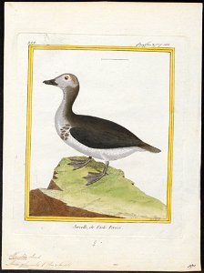 Harelda glacialis - 1700-1880 - Print - Iconographia Zoologica - Special Collections University of Amsterdam - UBA01 IZ17700083