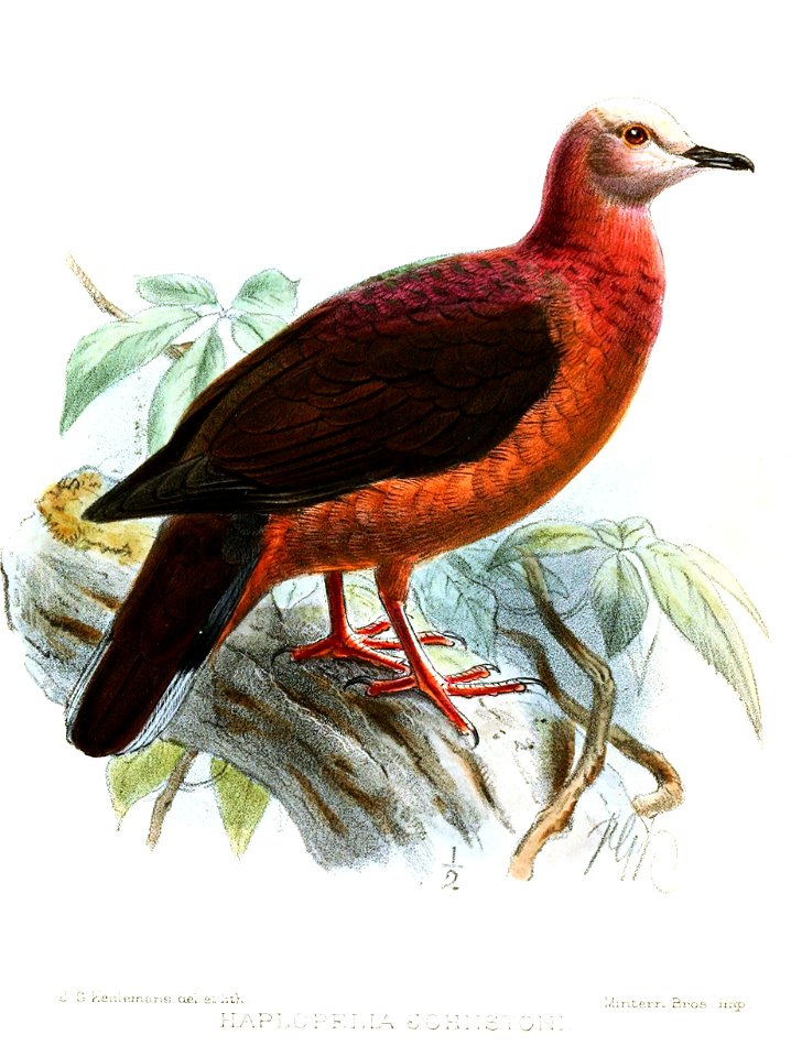 HaplopeliaJohnstoniKeulemans