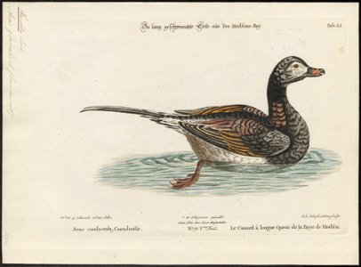 Harelda glacialis - 1700-1880 - Print - Iconographia Zoologica - Special Collections University of Amsterdam - UBA01 IZ17700085