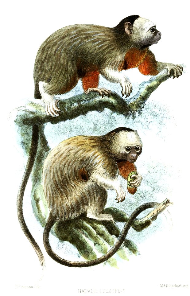 HapaleLeucopusKeulemans