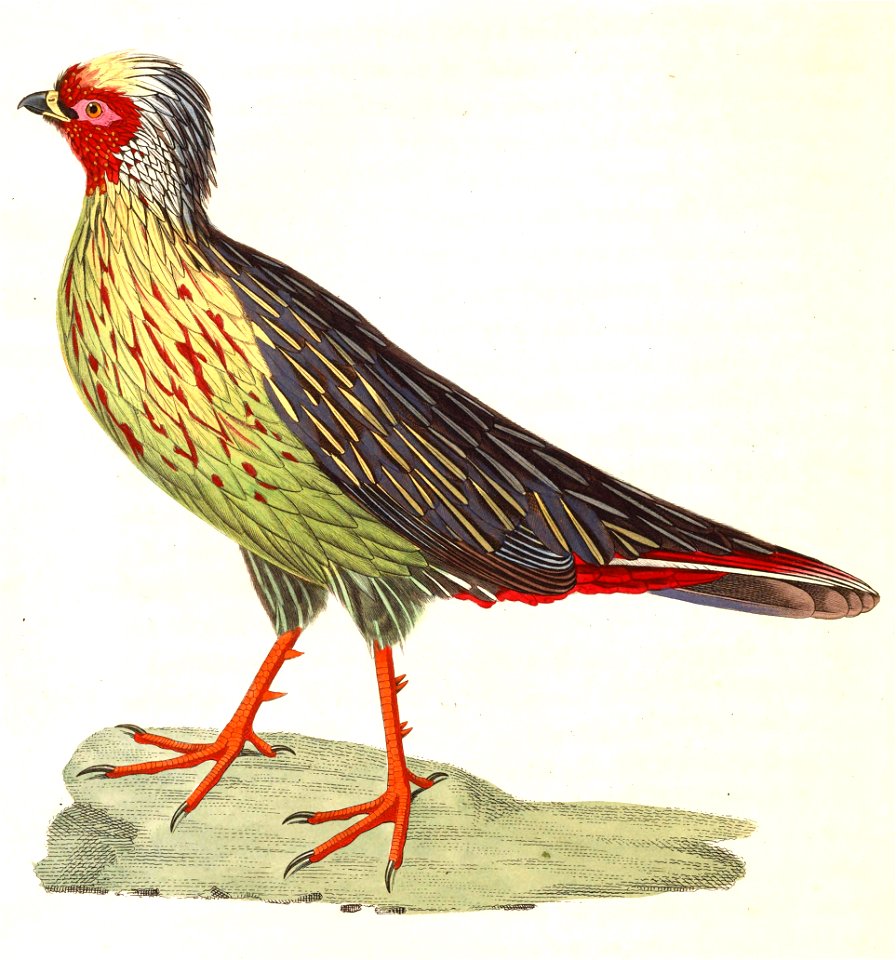Ithaginis cruentus 1838