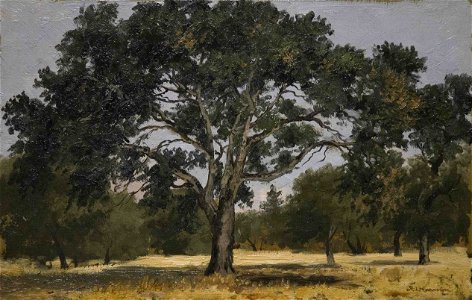Harmon Oak Menlo Park