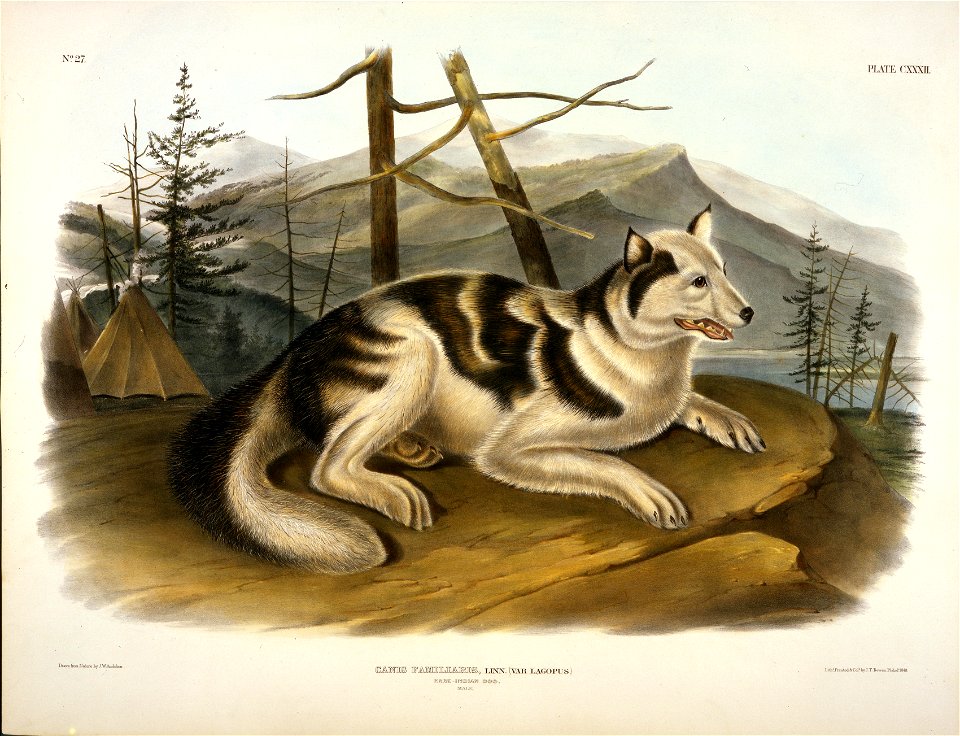 Hare Indian Dog, lithograph by John Woodhouse Audubon
