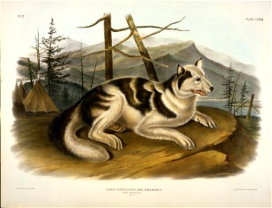 Hare Indian Dog, lithograph by John Woodhouse Audubon