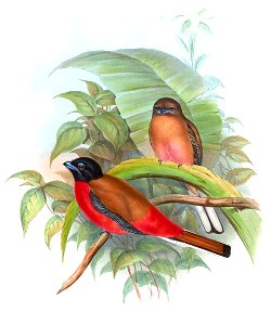 HarpactesDuvauceliGould