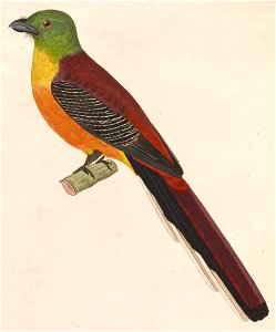 Harpactes oreskios 1838