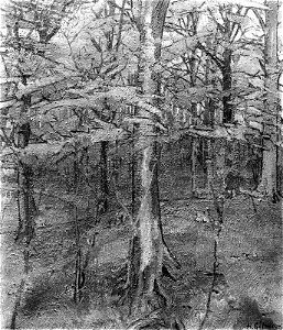 Harold Gilman - Beech Wood - RES.32.9 - Museum of Fine Arts